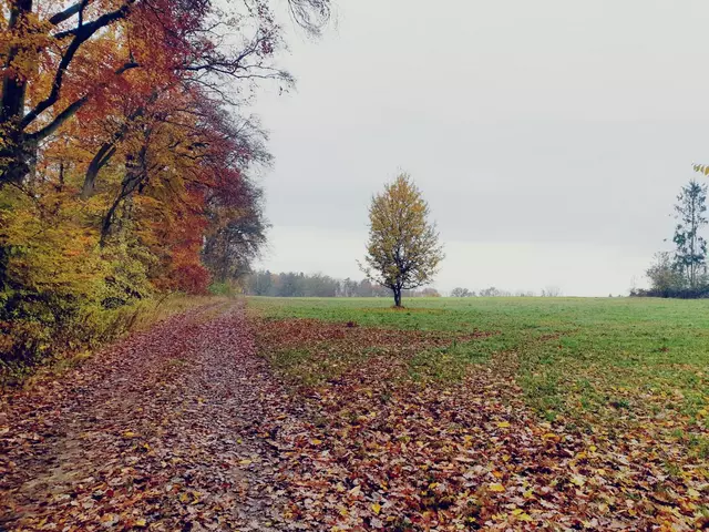 115_Herbstidylle