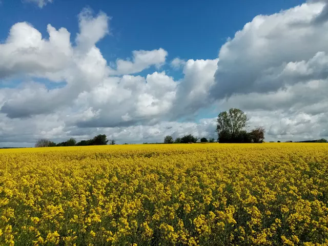 089_Yellow Field
