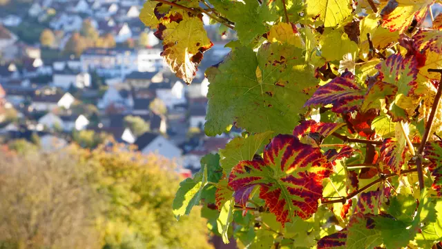 Herbstliches Farbenspiel