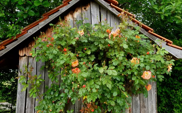 019_Weinberghütte mit Rosen
